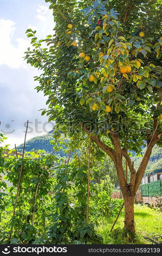 Beautiful lemon tree growing outdoor