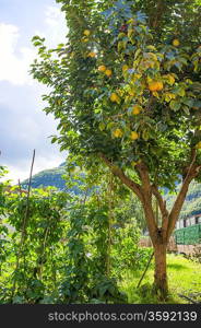 Beautiful lemon tree growing outdoor