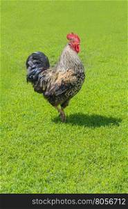 Beautiful light cock with splendid scarlet crest and black tail walking on green grass outdoors