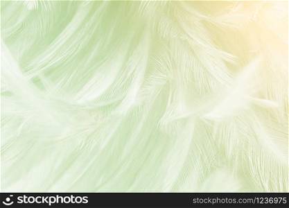 Beautiful light green colors tone feather texture background with orange light,trends color
