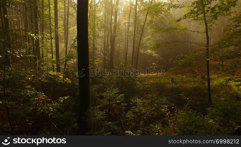 Beautiful light in the autumn forest