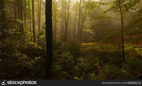 Beautiful light in the autumn forest
