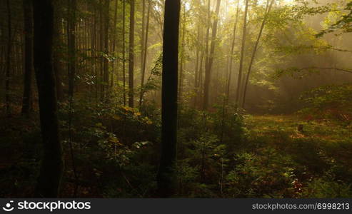 Beautiful light in the autumn forest