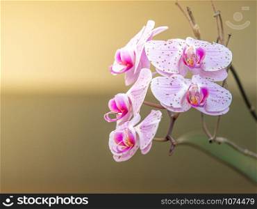 Beautiful light purple Orchid flowers blooming in the garden with abstract blurred background.