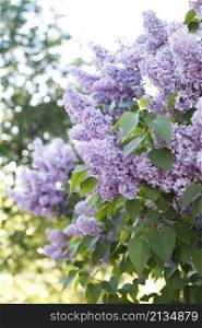 beautiful lilac background on a sunny day