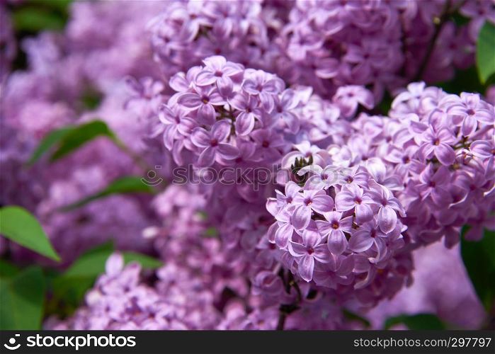 beautiful lilac closeup
