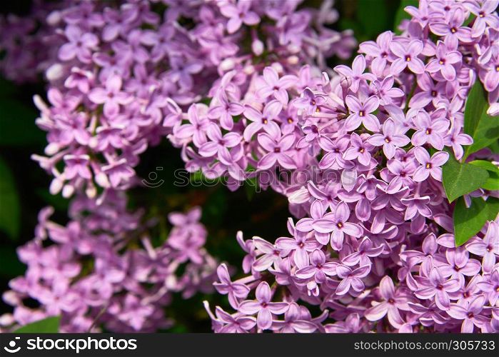 beautiful lilac closeup