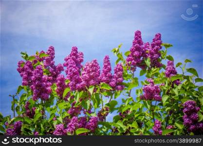 beautiful lilac flowers. beauty bloom lilacs in the spring garden