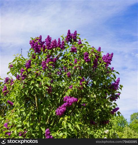 beautiful lilac flowers. beauty bloom lilacs in the spring garden