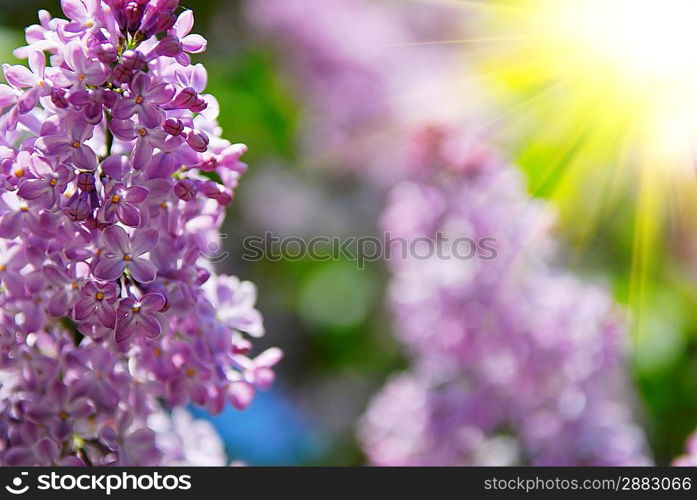 beautiful lilac flowers close up