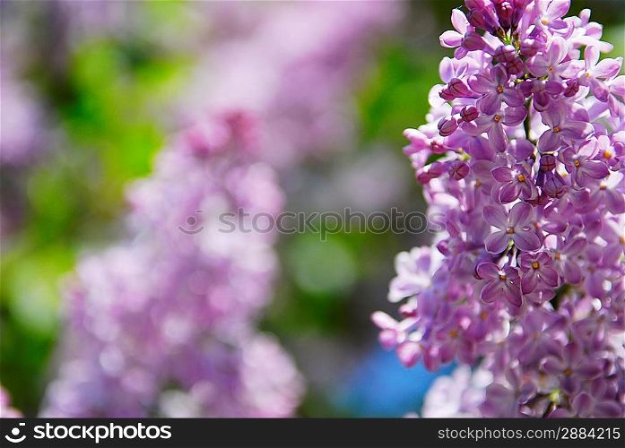 beautiful lilac flowers close up