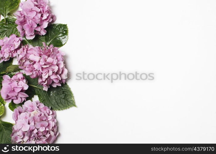 beautiful lilac with green leaves