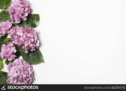 beautiful lilac with green leaves