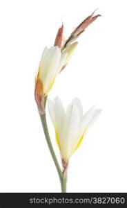 Beautiful lilies isolated on white background.
