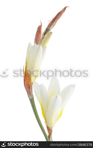 Beautiful lilies isolated on white background.