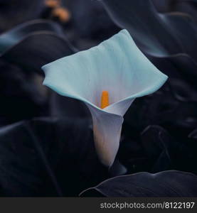 beautiful lily calla in the garden in spring season