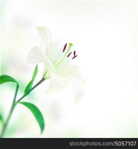 Beautiful lily flower, gentle white flower over simple background, lovely gift for mothers day, spring time season