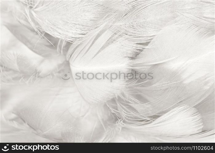 Beautiful line white feather pattern texture background