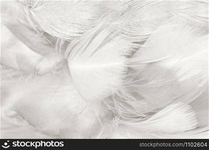 Beautiful line white feather pattern texture background