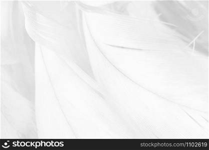 Beautiful line white feather wool pattern texture background