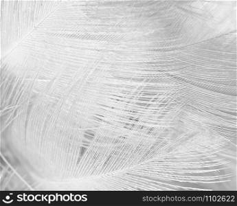 Beautiful line white feather wool pattern texture background