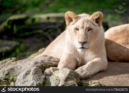 Beautiful lion cub resting alongside its mother
