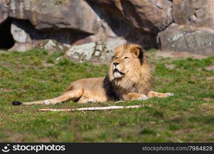 Beautiful Lion. Lion portrait