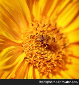 Beautiful little bee on a bright yellow gerbera flower, cute insect collects pollen from flower to honey, beauty of wild nature