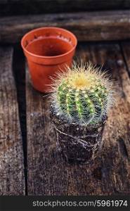 Beautiful little cactus. beautiful cactus with exposed roots in soil on wooden background