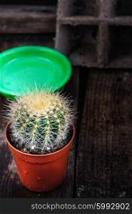 Beautiful little cactus. beautiful cactus with exposed roots in soil on wooden background