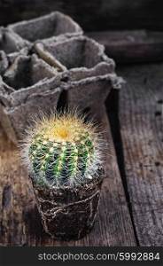 Beautiful little cactus. cactus with exposed roots in soil on wooden background