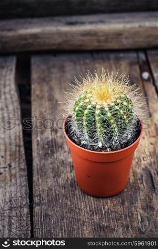 Beautiful little cactus. One cactus in a flower pot on vintage wooden background