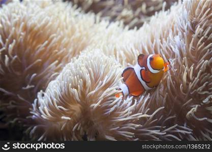 Beautiful Little Clownfish and Sea Anemone.