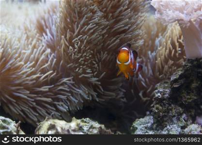 Beautiful Little Clownfish and Sea Anemone.