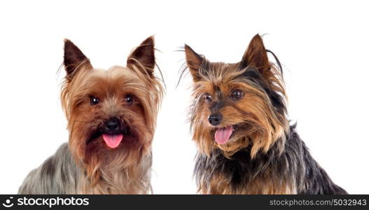 Beautiful little dogs isolated on a white background