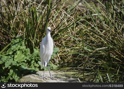 Beautiful Little Egret bird gretta garzetta on riverbank in Spring sunshine