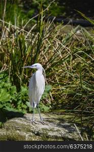 Beautiful Little Egret bird gretta garzetta on riverbank in Spring sunshine