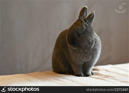 Beautiful little gray dwarf rabbit sitting on the bed.