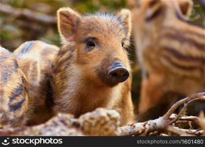 Beautiful little pigs wild in nature. Wild boar. Animal in the forest