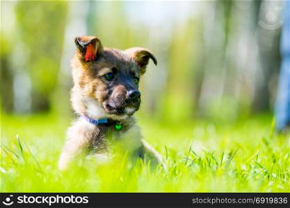 beautiful little puppy posing sitting in green grass on the lawn