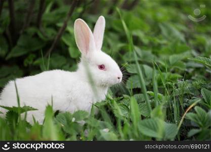 beautiful little white rabbit in the grass on a sunny summer day