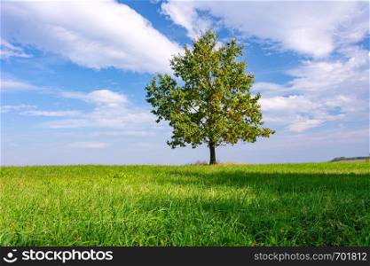 Beautiful lonely oak with colorful autumn leaves on a green meadow on a sunny day (high details).