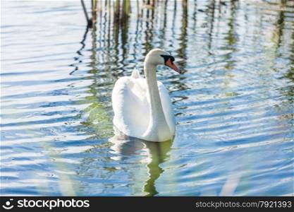 Beautiful lonely swan swimming on lake at sunny day