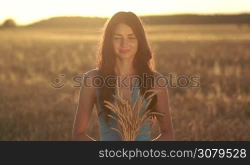 Beautiful long brown hair woman in fashionable blue dress holding golden ripened wheat sheaf in hands in rays of setting sun. Meadow of wheat field on background. Lovely female offering wheat ears at sunset. Slow motion.