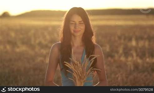 Beautiful long brown hair woman in fashionable blue dress holding golden ripened wheat sheaf in hands in rays of setting sun. Meadow of wheat field on background. Lovely female offering wheat ears at sunset. Slow motion.