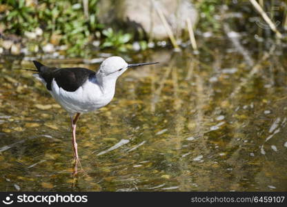 Beautiful long legged black winged stilt himantopus himantopus pied stilt grazing in Spring sunshine on riverbank