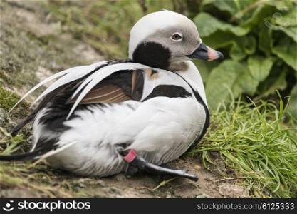 Beautiful long tailed duck Clangula Hyemalis water bird