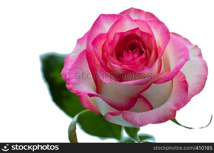 Beautiful ?lossoming pink rose with leaves on a on a isolate background.. Beautiful pink rose with leaves on a wite background.