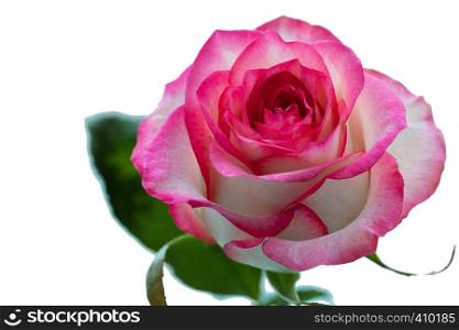 Beautiful ?lossoming pink rose with leaves on a on a isolate background.. Beautiful pink rose with leaves on a wite background.