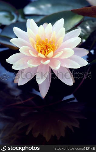 Beautiful lotus flower in pond.